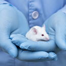 Tisch MSRCNY developed a novel animal model
