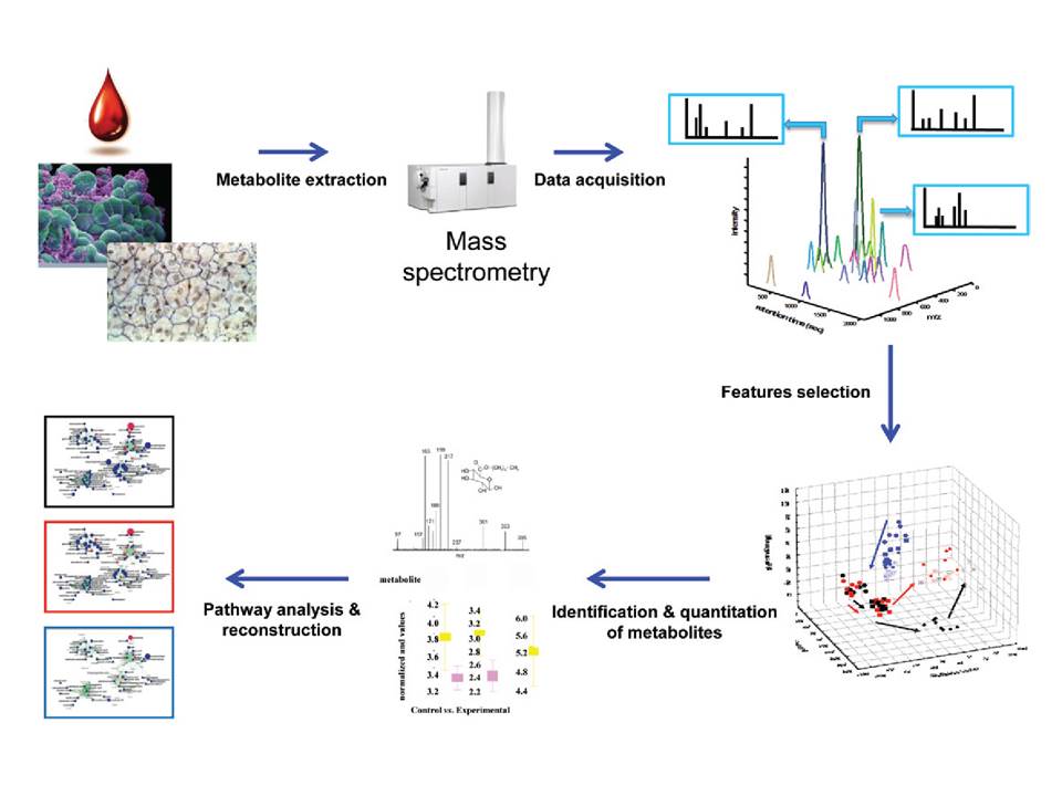 metabolomics schematic