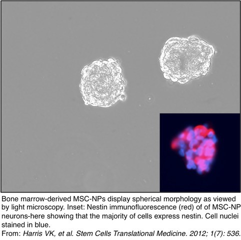 mesenchymal stem cell-derived neural progenitors (MSC-NPs)