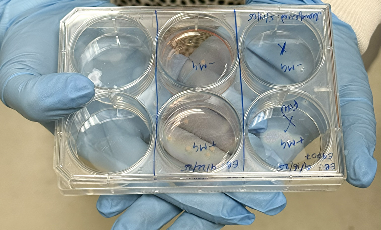 Organoids at Tisch MSRCNY