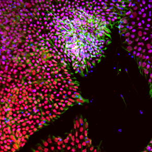 cell structure under a microscope