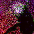 cell structure under a microscope