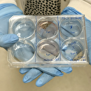 Organoids at Tisch MSRCNY